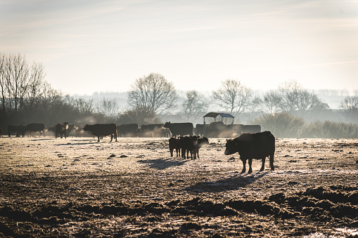 Cows and calves in the winter in the pasture in the morning sun