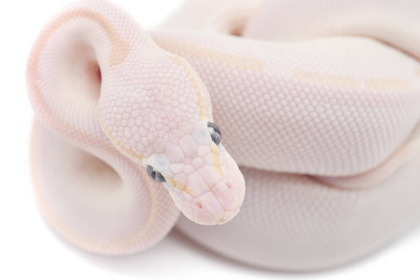 Ball Python Scary 50+ Angola Horror Stock Photos, Pictures & Royalty-Free Images - iStock