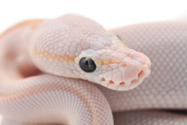 Snake Ball Python Pastel 340+ Pastel Python Stock Photos, Pictures & Royalty-Free Images - iStock