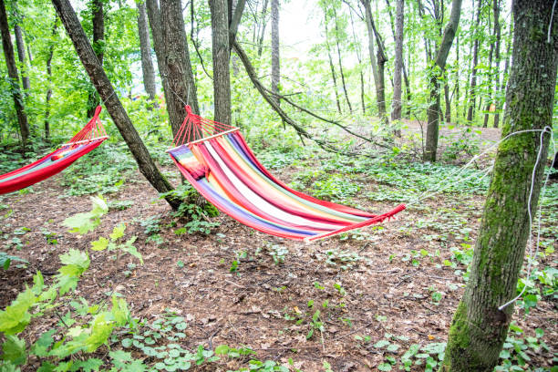 istock Hammocks and ropes are stretched out in the forest for rest and activities 1132284207