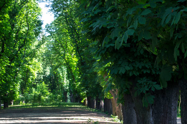 Green alley in summer park.