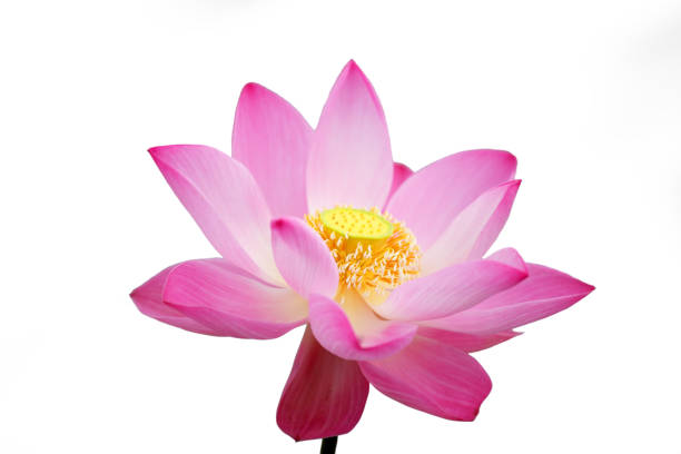 istock lotus flower isolated on white background. 1132284662
