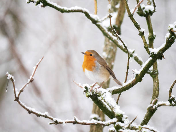 istock Robin in snowy Christmas 1132284702