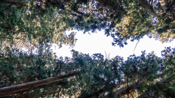 istock Suginami Cedar Avenue in Nikko 1132285129