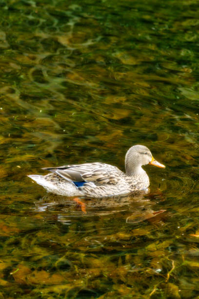 The iconic Mallard duck (Anas platyrhynchos).  This female bird is paddling in a shallow pond, within a public park.  A hardy waterfowl, these birds are common throughout the United Kingdom.  The location is Whin Park (public park), Inverness, Scotland.