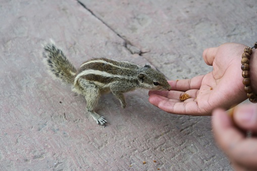 Photo showing an Indian palm squirrel or three-striped palm squirrel (Funambulus palmarum), pictured being hand fed a biscuit crumb in the Agra Fort gardens, Uttar Pradesh, India.