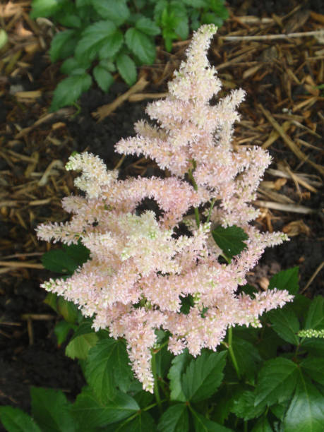 istock Pale Pink Astilbes 1132286656