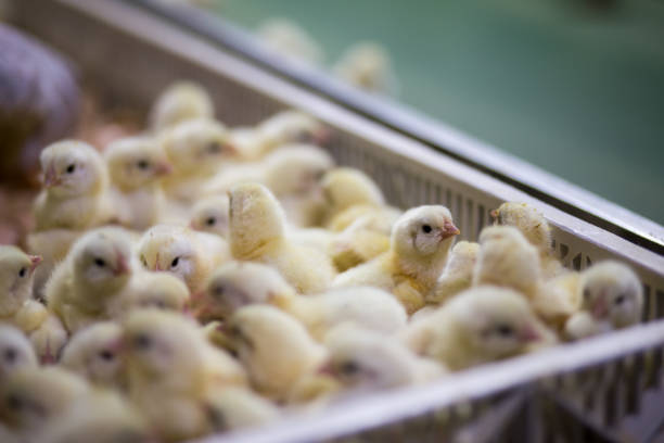 baby chicken on tray, poultry business. chicken farm business with high farming and using technology on farming on selecting chicken gender process - broiler farm imagens e fotografias de stock