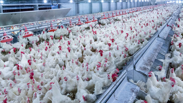 poultry farm with chicken. husbandry, housing business for the purpose of farming meat, white chicken farming feed in indoor housing. live chicken for meat and egg production inside a storage. - broiler farm imagens e fotografias de stock