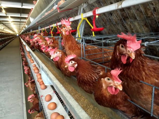 battery cage of layer chickens with multilevel production line conveyor production line of chicken eggs of a poultry farm, layer farm housing, agriculture technological equipment factory - chicken hatchery imagens e fotografias de stock