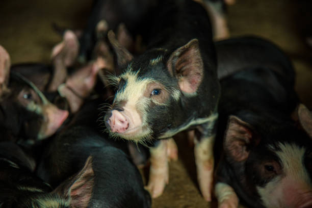 Berkshire Pig or Kurobuta Pig - swine farming business in relax time. Pig farming is the raising and breeding of domestic pigs as livestock. Pig business Pig, Farm, black, farming, housing berkshire pig stock pictures, royalty-free photos & images