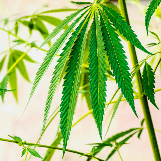 istock Plants of meadows and fields - hemp, cannabis, marijuana 1132288619