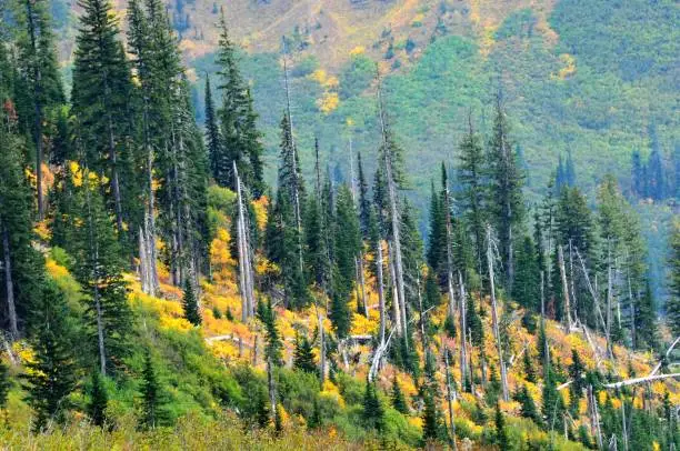 At high elevations in Montana on a road, call The road to the sun.  You will find these amazing colors as the mountains forests begin to change its seasons