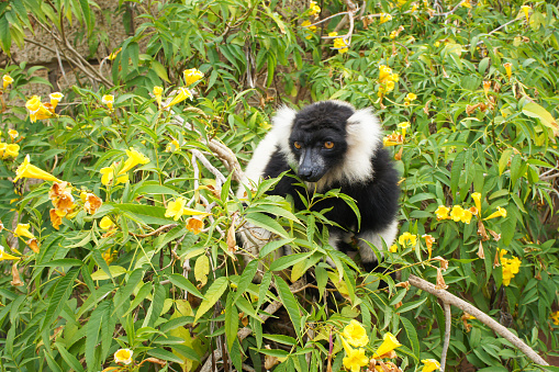 Black and white ruffed lemur on a Bush with yellow flowers