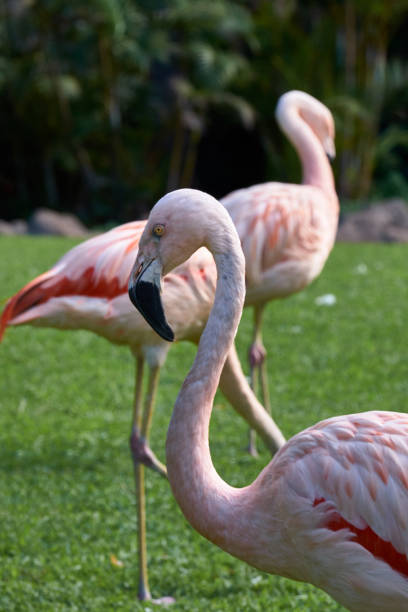 istock Flamingos group on green grass background. 1132290993