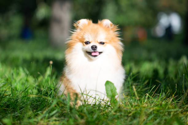 istock Beautiful pomeranian spitz orange color. 1132291746