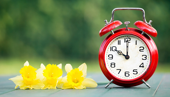 Easter daffodil flowers and alarm clock - springtime, spring forward banner, background