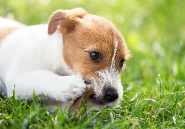 istock Happy dog puppy chewing bone 1132293465