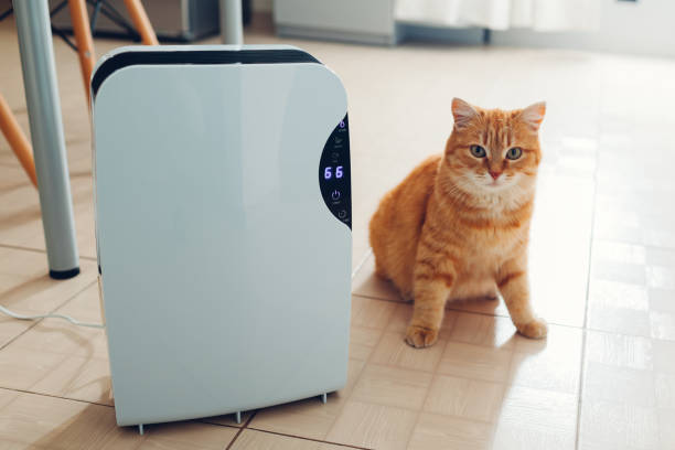 Dehumidifier with touch panel, humidity indicator, uv lamp, air ionizer, water container works at home. Air dryer