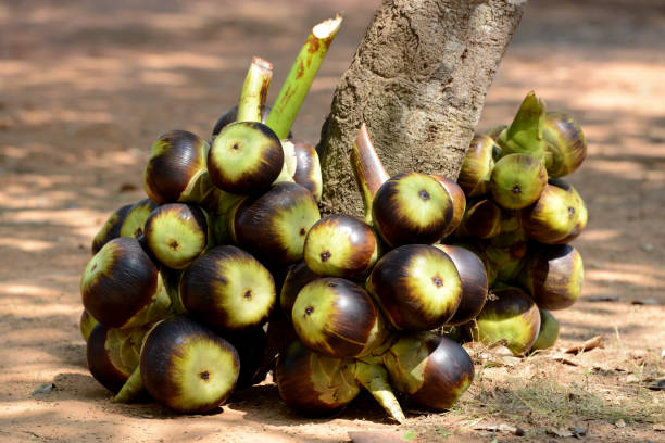 istock CAMBODIA SIEM REAP FRUIT COCONUT 1132295142