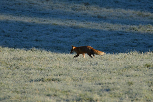istock wild fox walking on the meadow looking for food 1132296406