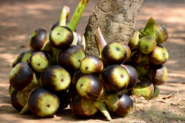 istock CAMBODIA SIEM REAP FRUIT COCONUT 1132296413