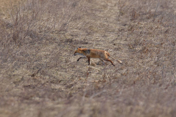 istock wild fox walking on the meadow looking for food 1132296473
