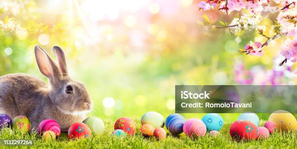 Adorable Bunny With Easter Eggs In Flowery Meadow Stock Photo - Download Image Now - Easter, Backgrounds, Easter Egg