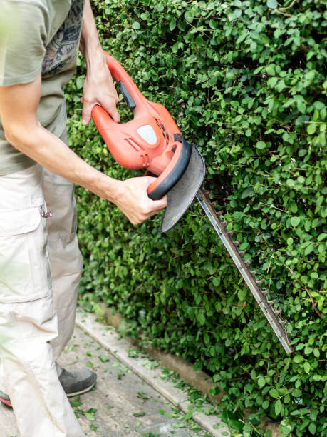 istock young man pruning and cutting hedges with chainsaw in the garden 1132298377