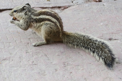 Photo showing an Indian palm squirrel or three-striped palm squirrel (Funambulus palmarum), pictured eating a biscuit crumb in the Agra Fort gardens, Uttar Pradesh, India.