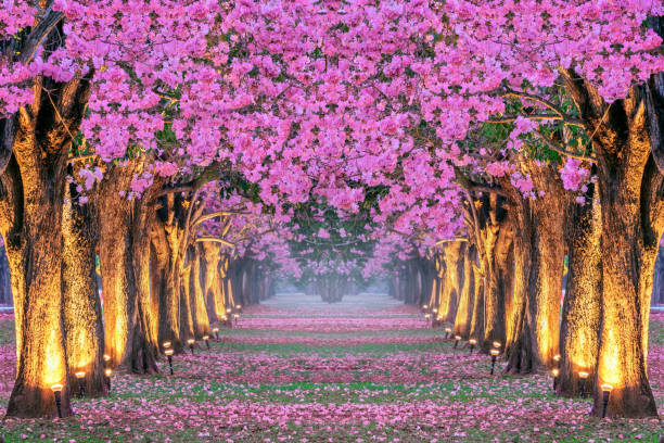 istock Rows of Beautiful pink flowers trees. 1132299902