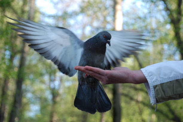 istock feeding doves pigeons from the hand 1132300463