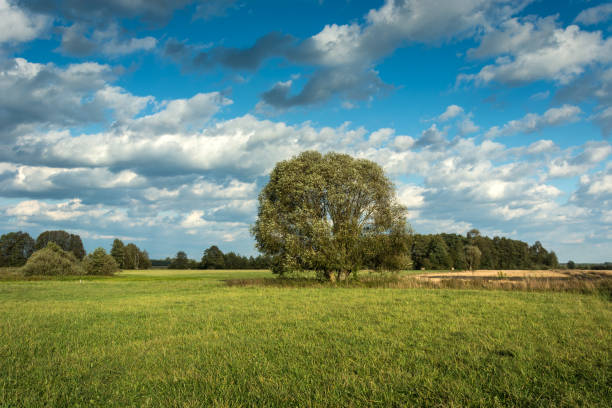 istock Tree on a green meadow and white clouds on a blue sky 1132300731