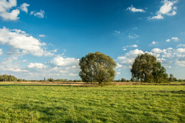istock Green meadow and tall trees, white clouds on blue sky 1132300734