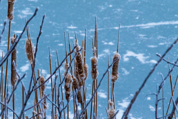 on a bitter cold day in Kansas, the vegitation is covered in a thick frost. Scott City, Kansas 2019