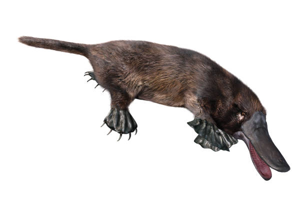 istock 3D illustration exotic animal platypus on white 1132303400