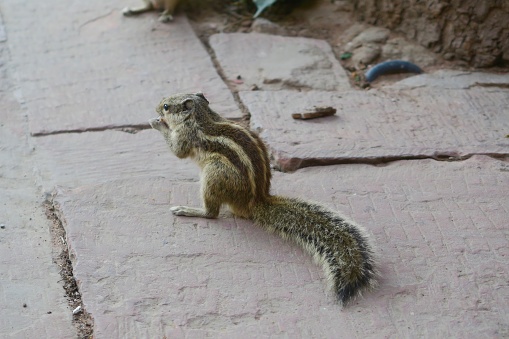 Photo showing an Indian palm squirrel or three-striped palm squirrel (Funambulus palmarum), pictured at the base of a tree eating a biscuit crumb in the Agra Fort gardens, Uttar Pradesh, India.
