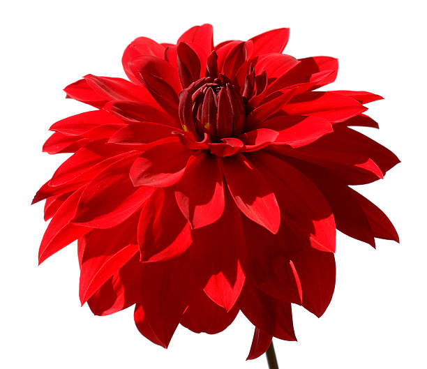 Close-up purple Dahlia.