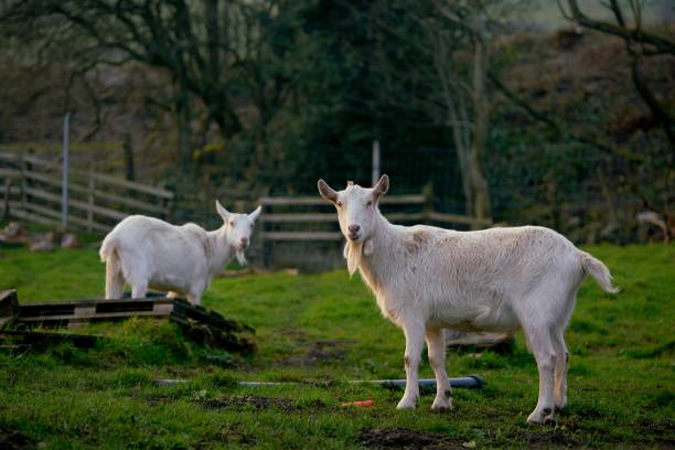 Two White Goats in a Farmyard stock photo
