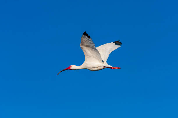 flight of sacred ibises with dawn light