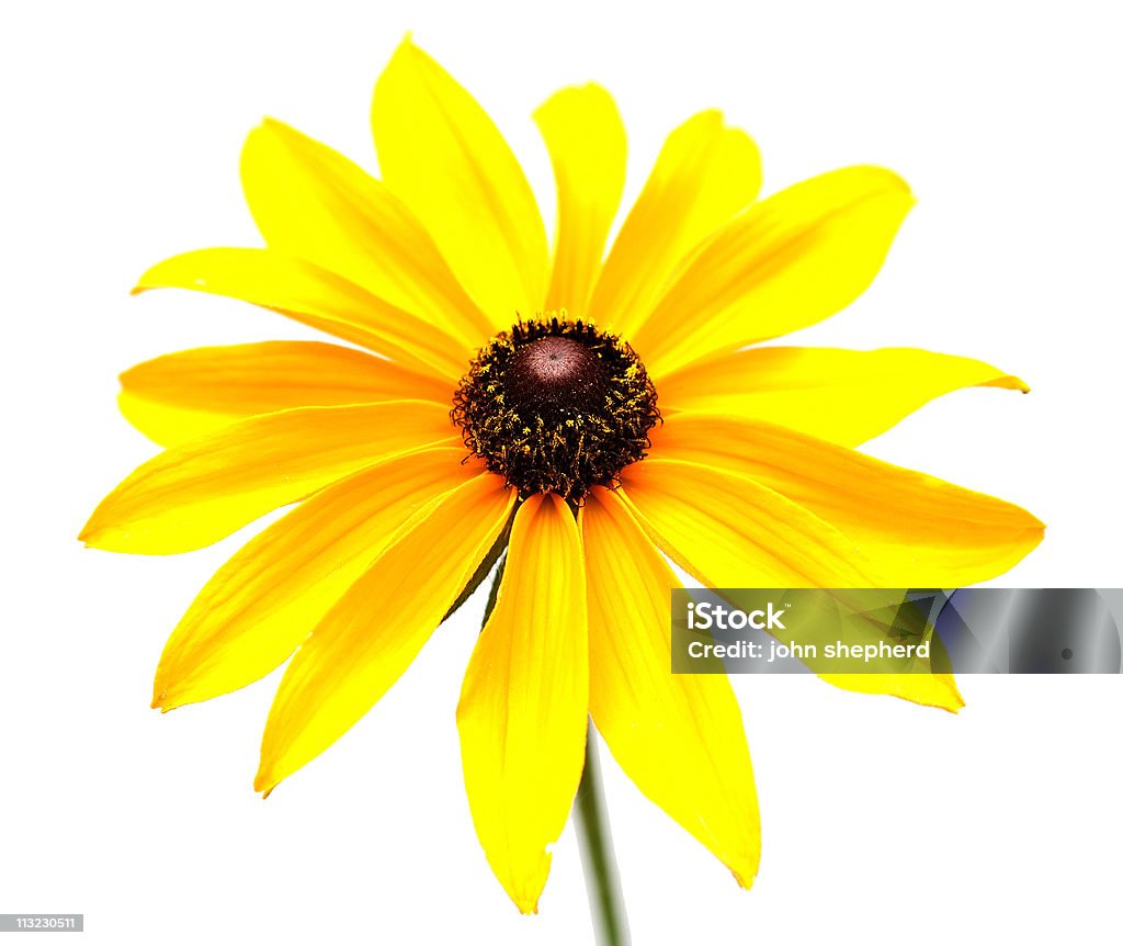 Изолированные желтый цветок против белый фон, Высокий контраст - Стоковые фото Без людей роялти-фри