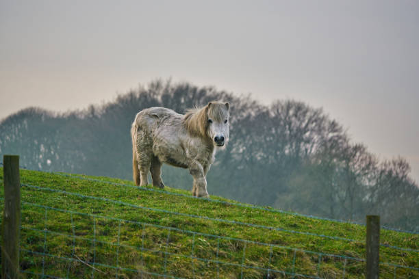 Shetland Pony Outdoors stock photo