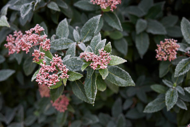 istock Viburnum Talavera 1132305222