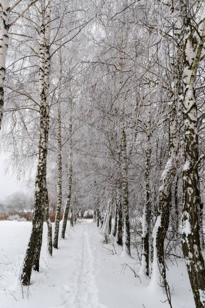 istock Winter landscape. Trees are covered with frost. 1132306715