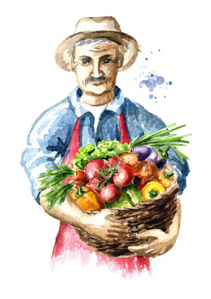 illustrazioni stock, clip art, cartoni animati e icone di tendenza di agricoltore anziano con verdure appena raccolte nel cestino. illustrazione disegnata a mano ad acquerello, isolata su sfondo bianco - campo di pomodori