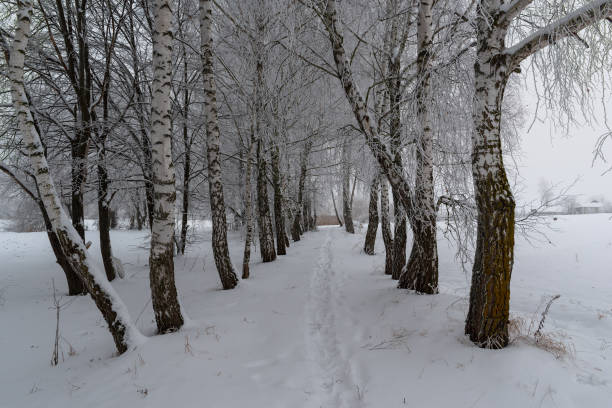 istock Winter landscape. Trees are covered with frost. 1132306752