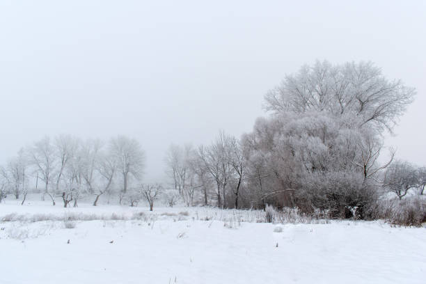 istock Winter landscape. Trees are covered with frost. 1132307042