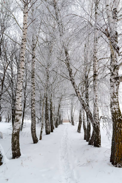 istock Winter landscape. Trees are covered with frost. 1132307078