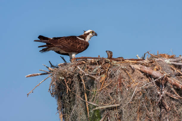 istock Osprey with Hungry Chick in Nest with Clear Blue Sky Background 1132307697