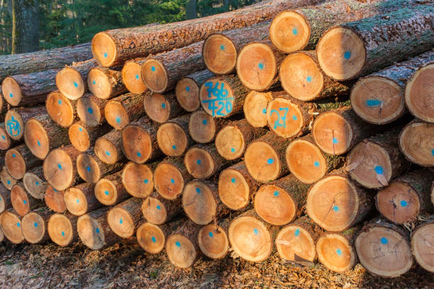 istock Sawn, split wood, trunks lie in the meadow. Theme: Alternative heating methods and environmental protection. 1132307736